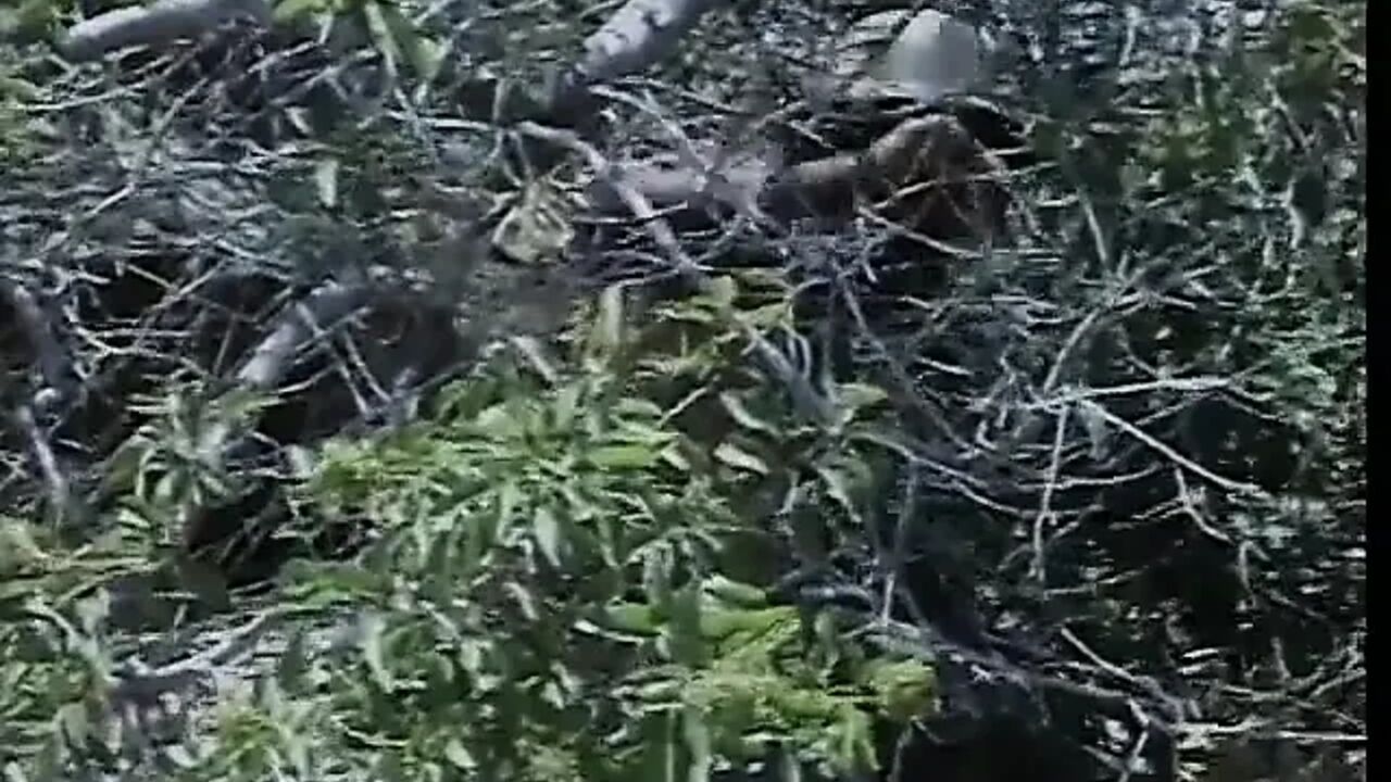 Hot bitch ass fucked on the hiking trail