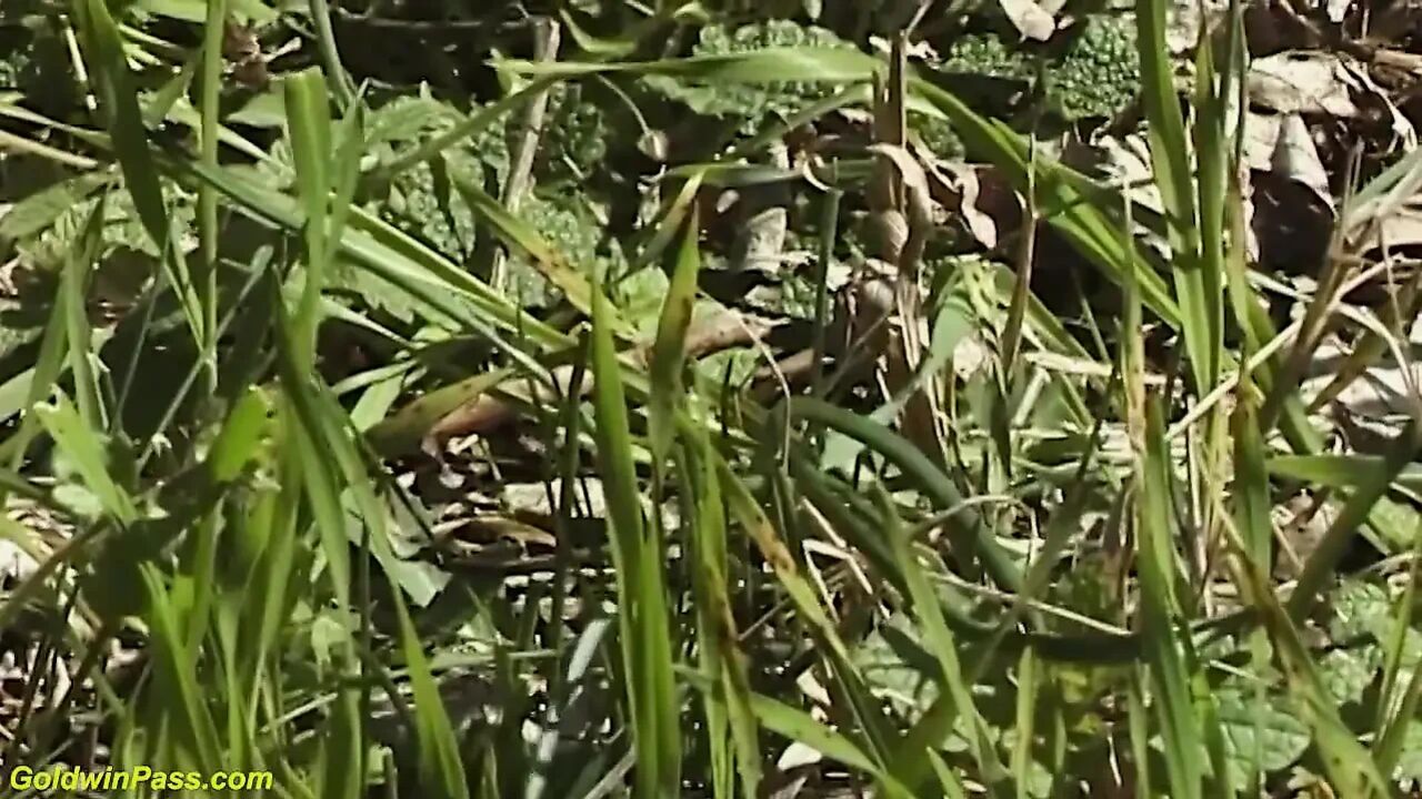 Hairy bush skinny German girl rough big cock outdoor fucked