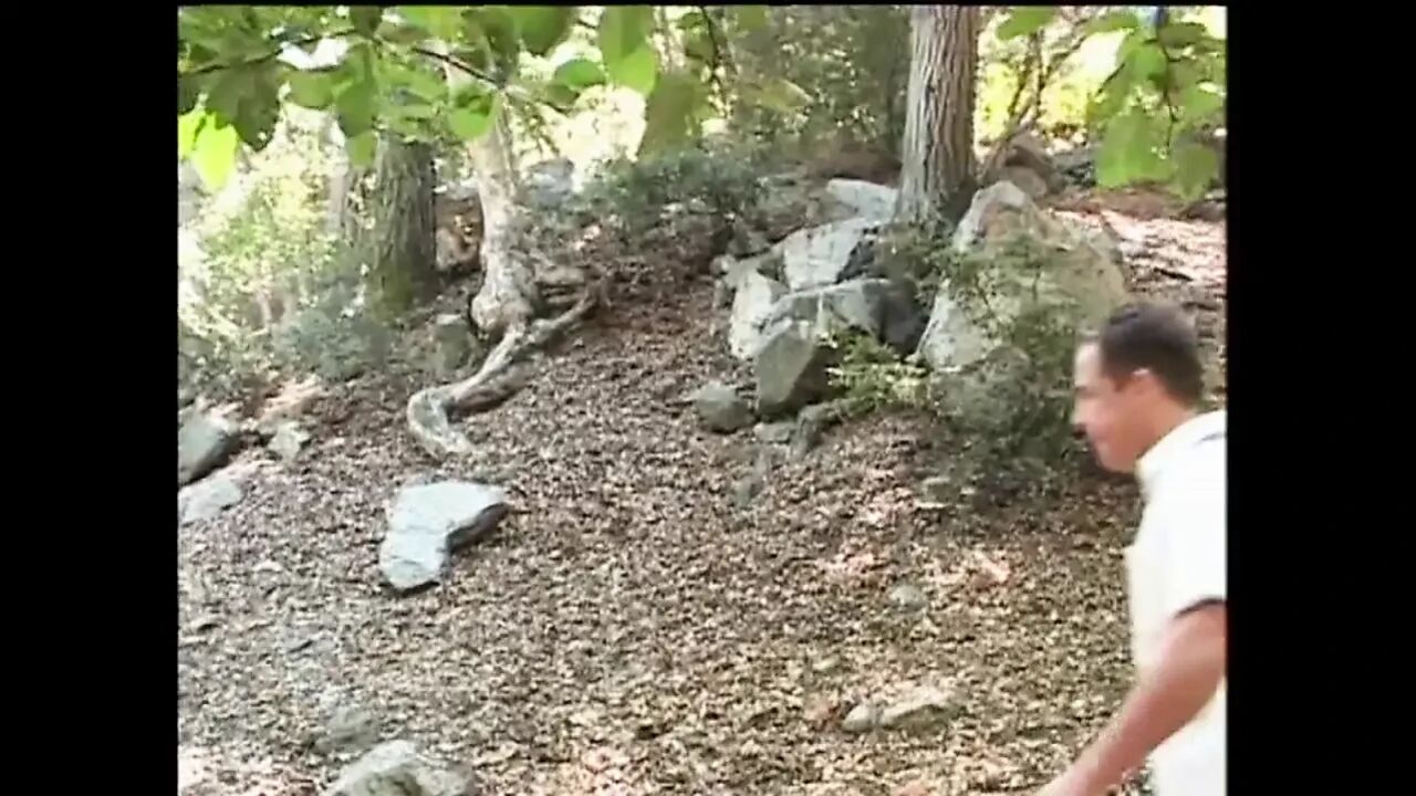 Tits in the Woods
