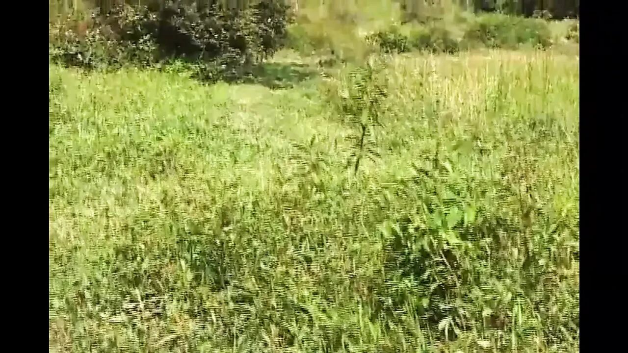 Wild Anal...