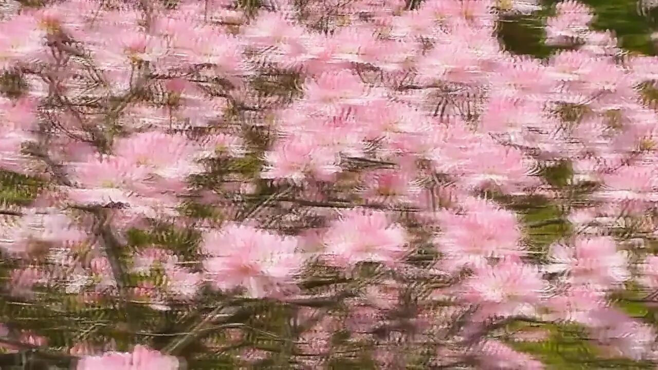 Spring Queens