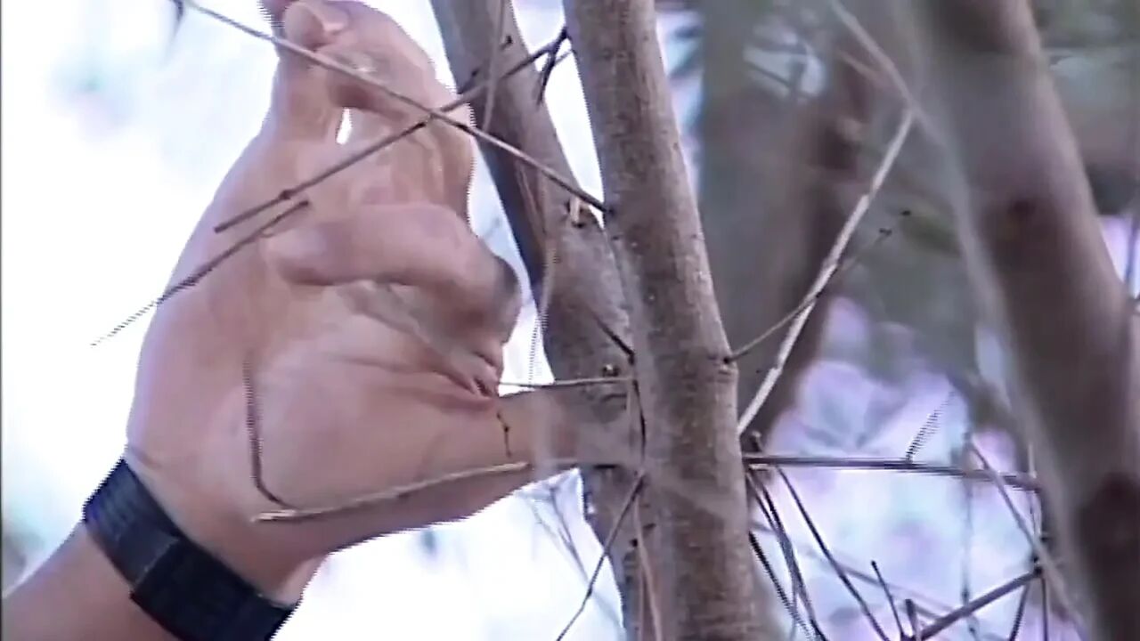 The Farmer Has a Big Cock and Breaks Her Pussy Under the Olive Tree