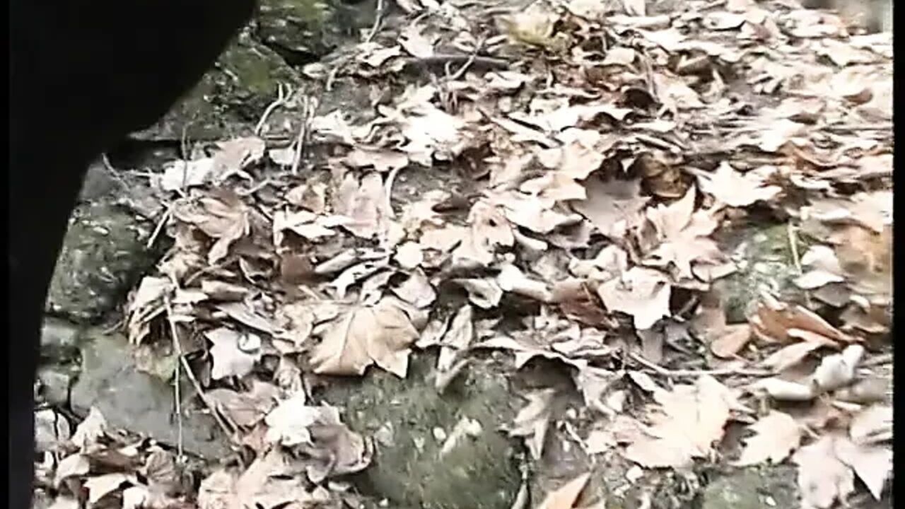 My wifes favorite game in the park