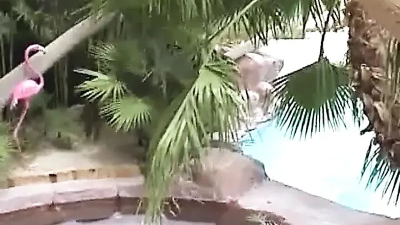 Woman with huge jugs gives great head to her man