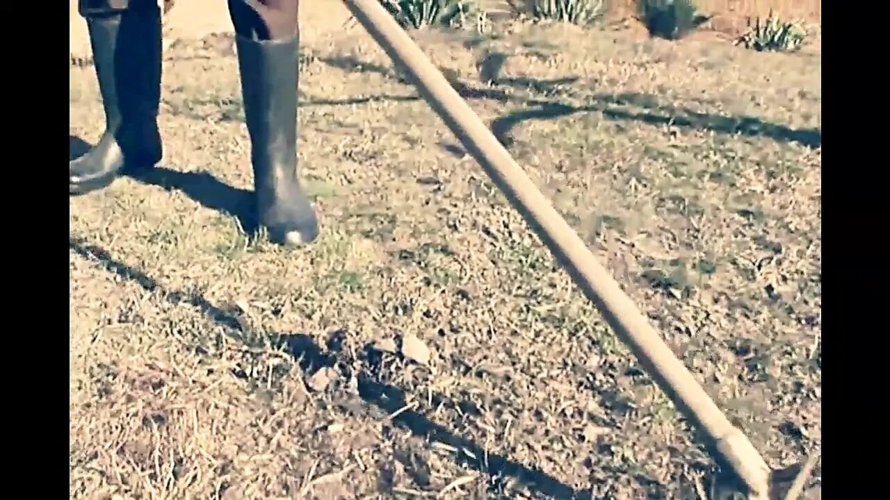 Old Man Couple with Farm Fuck and Cumshot on Hairy Pussy