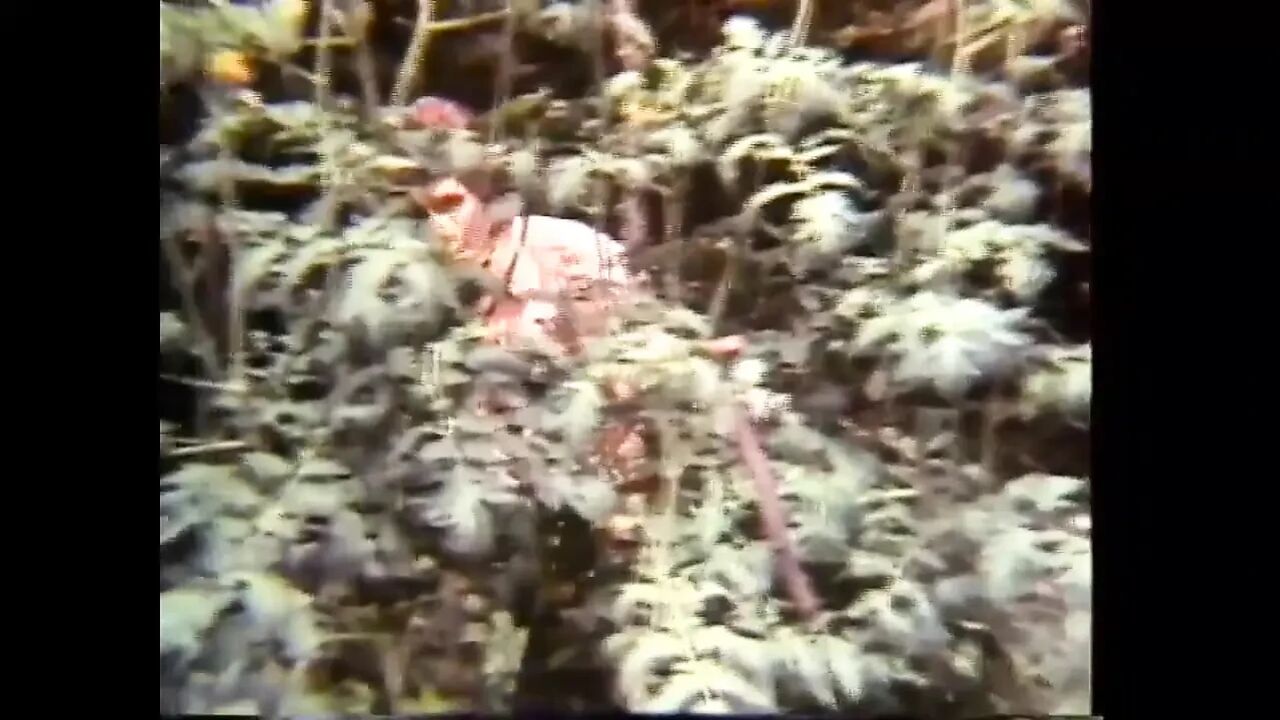 The legend of porn- "USA 1969, the beginning - Scene 14"