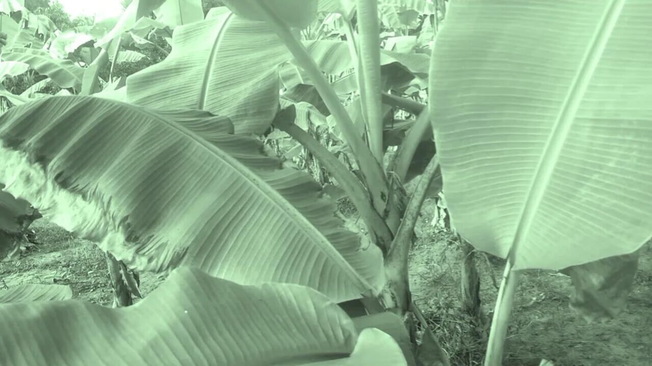 Big ass indian couple village sex