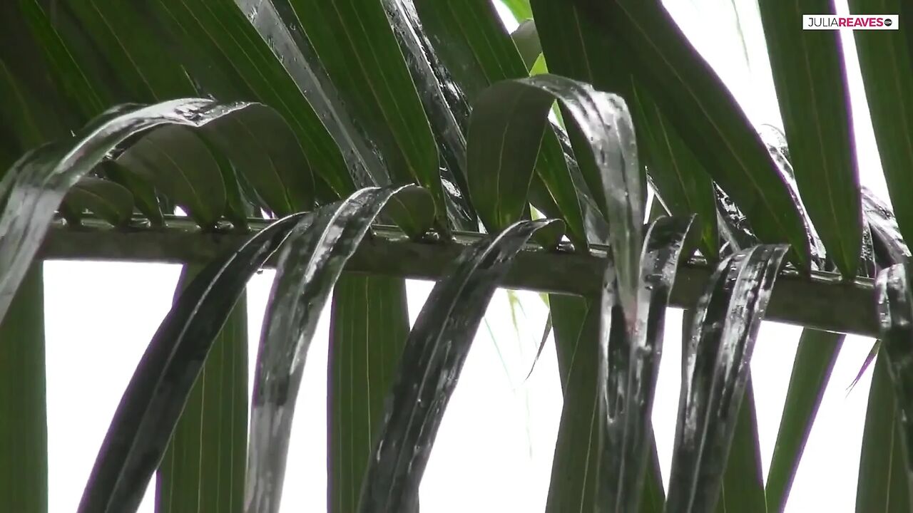 Under the palms in Punta Cana, my friend gets the hot blowjob