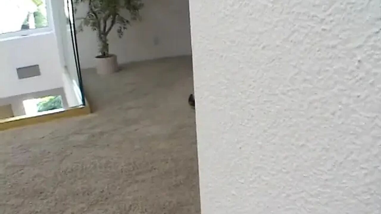 First get wet with the dildo, then the big fuck