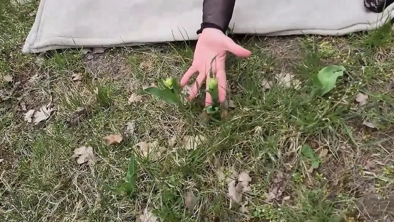 The spring has broken