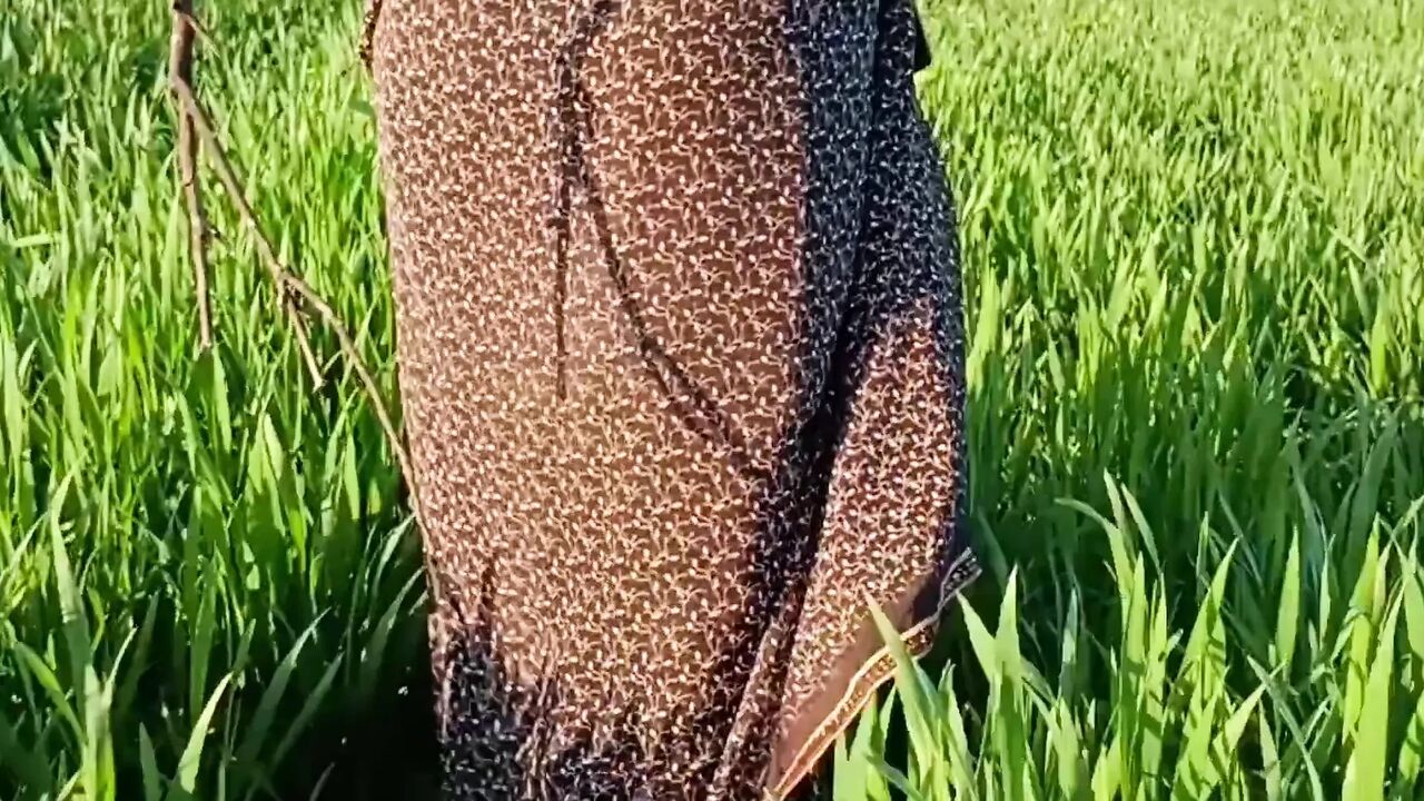 Outdoor farm, big sister-in-law roaming the field and putting fingers in her ass to brother-in-law