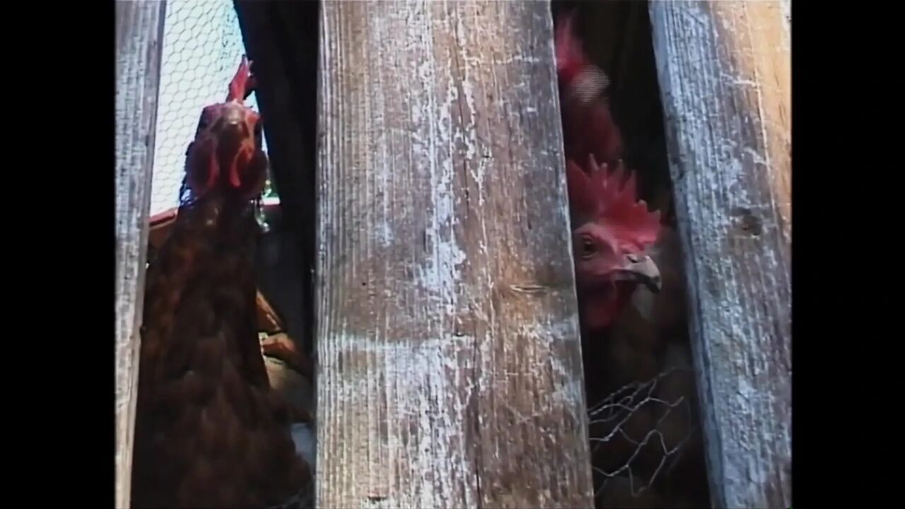 Blonde Horny Whore Was Satisfied Sucking a Big Hard Dick Before She Get Fuck