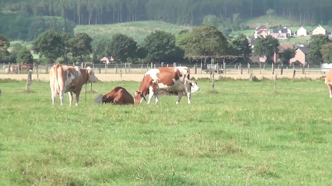 Farmer outdoor blowjob - German