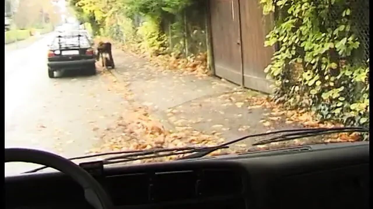 Sexy girl gets fucked after blowjob inside the delivery van