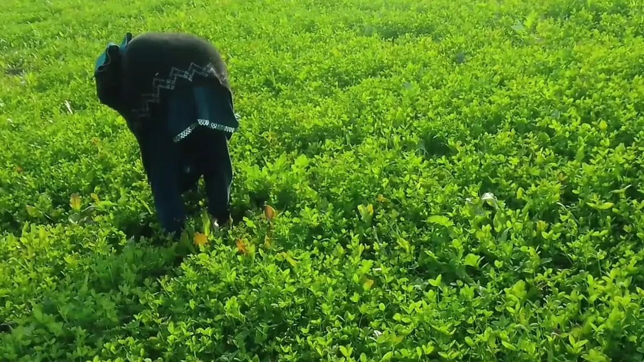 Khet kheton mein gand Marne Laga upar se Koi aaega FIR chhod Diya