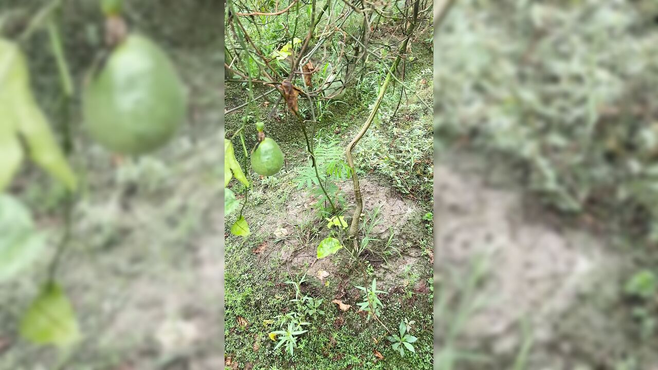 peasant woman is taken to the farm and fucked by the manager in exchange for the job the very slutty wanted to suck him