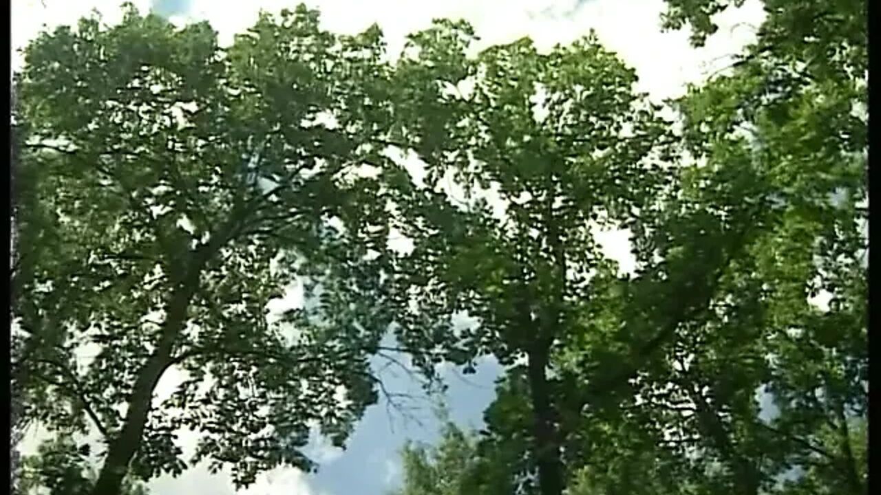 Mature BBW fucked in the forest