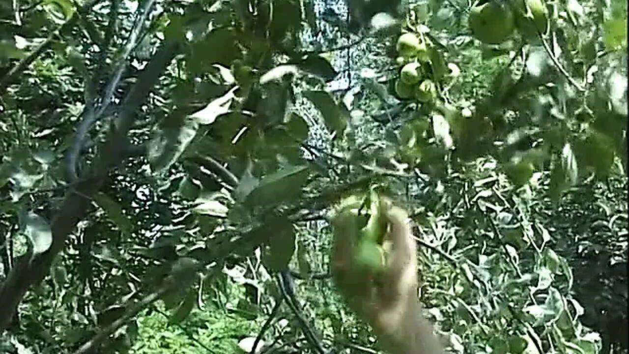 Outdoor threesome for the hairy horny and ready for fuck granny