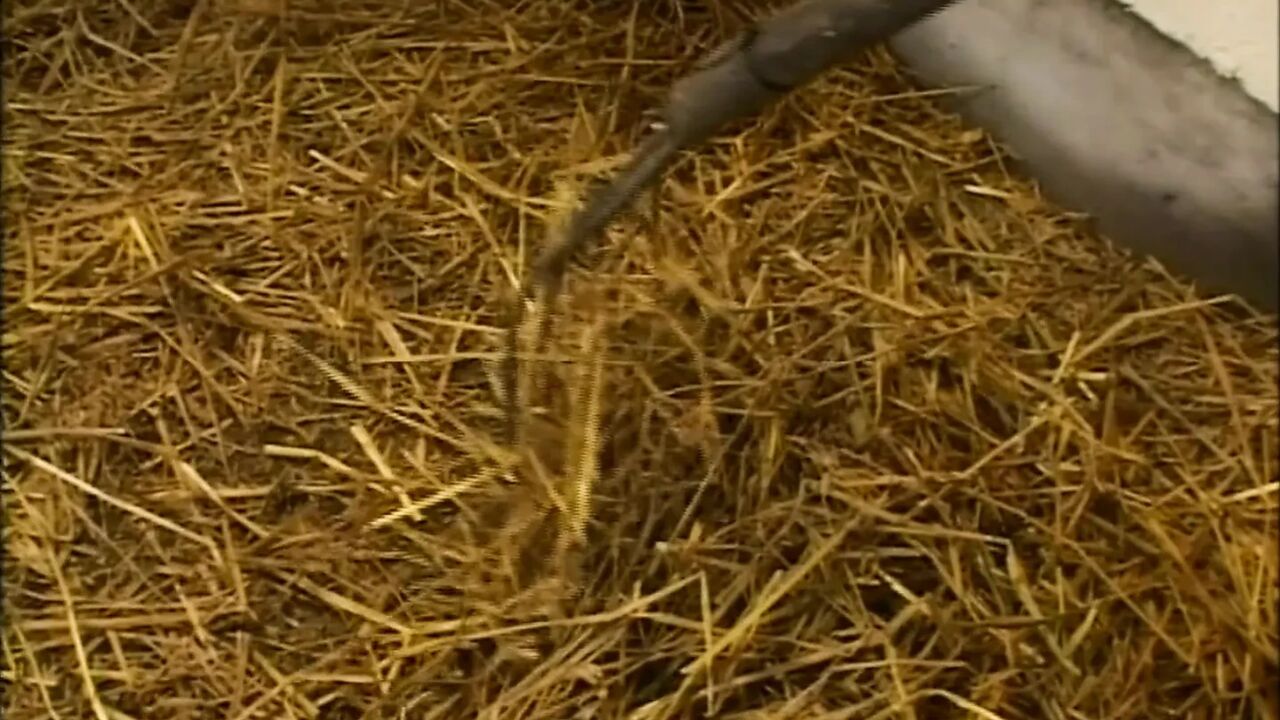 Big and Juicy Asses (full Porn Movie)