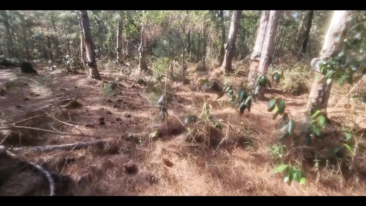 A Tourist Lost in the Woods Is Porn to Have Sex with a Witch to Avoid Being Cursed!!! Halloween