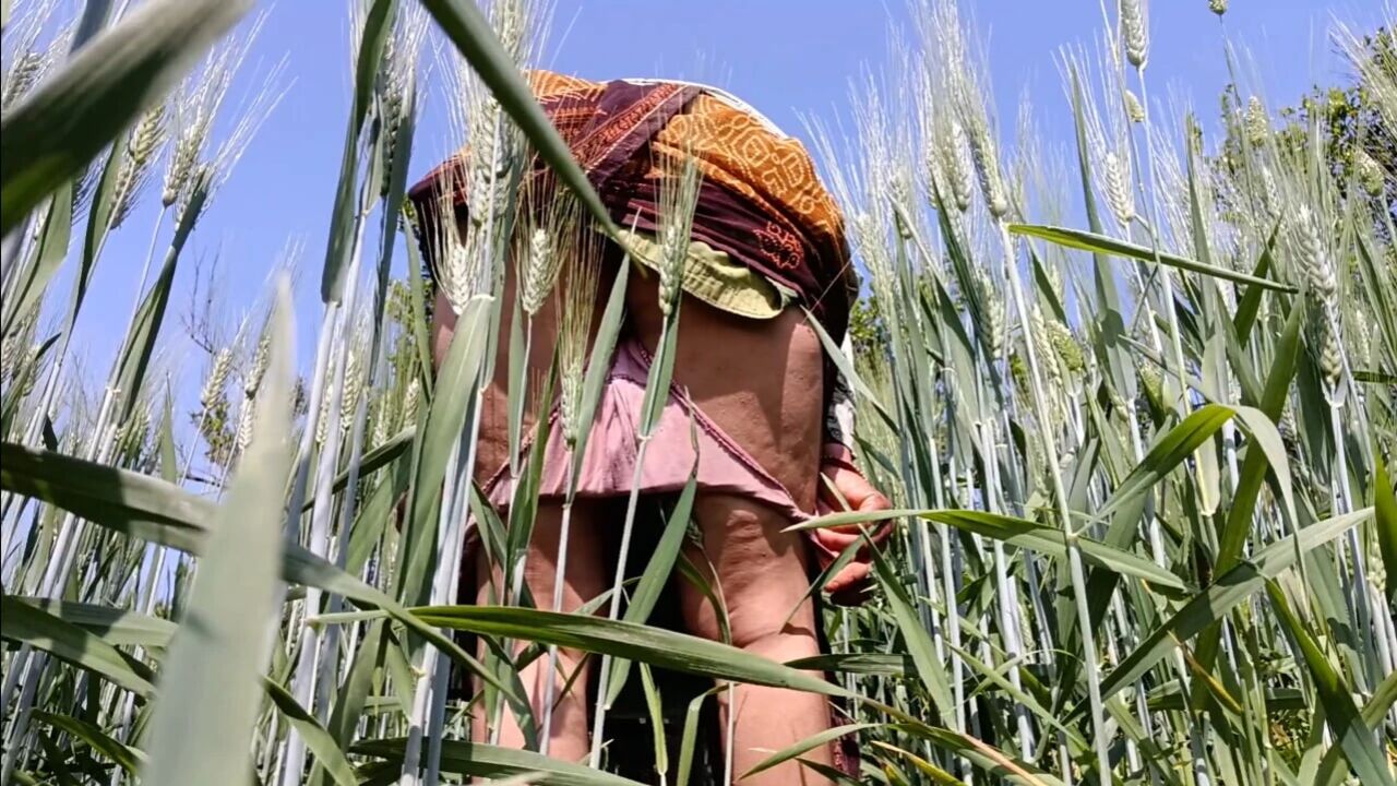 In the outdoor wheat field, she became a mare sucking a cock and fucking her pussy, in front of her father-in-law, daughter-in-law's ass was beaten in the open forest.