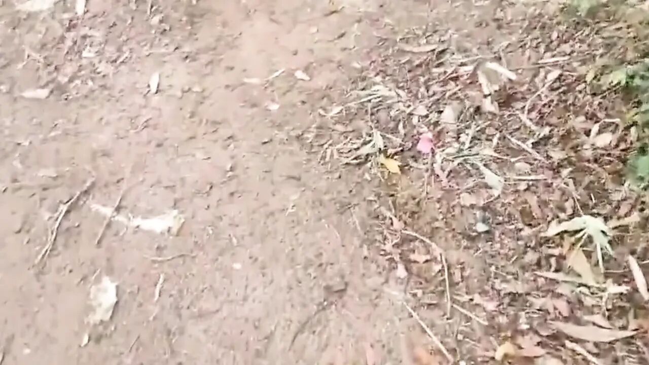 Jungle me mangan kiya