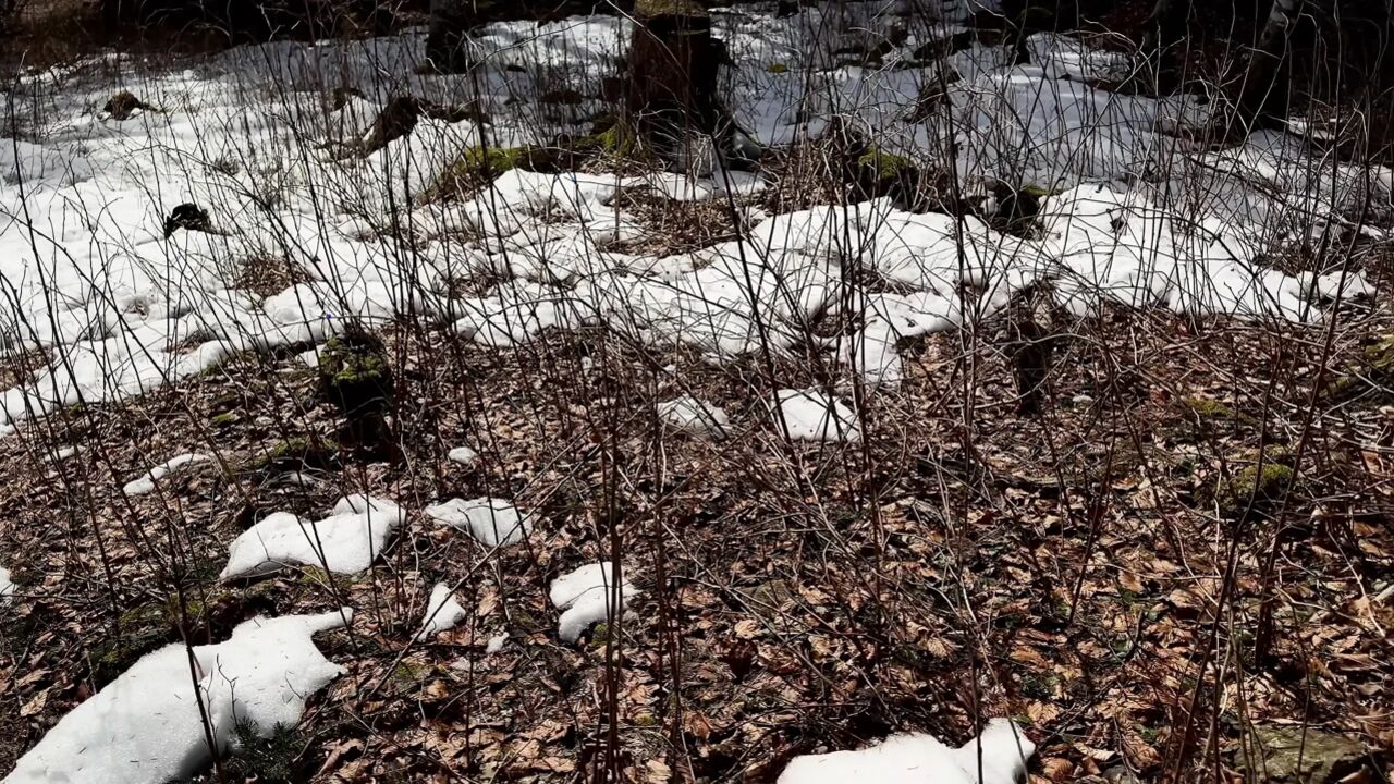 Outdoor Forest Fun - Wet Handjob, Deep Blowjob and Risky Doggy Fuck