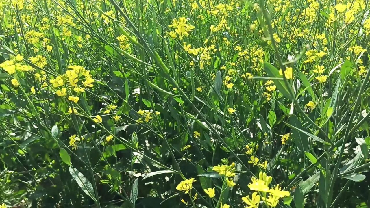 Indian step mom and step son outdoor Anal Hot video desixxxbhabhi2