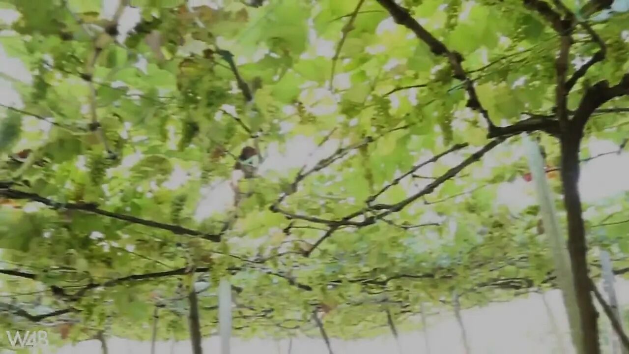 Vineyard