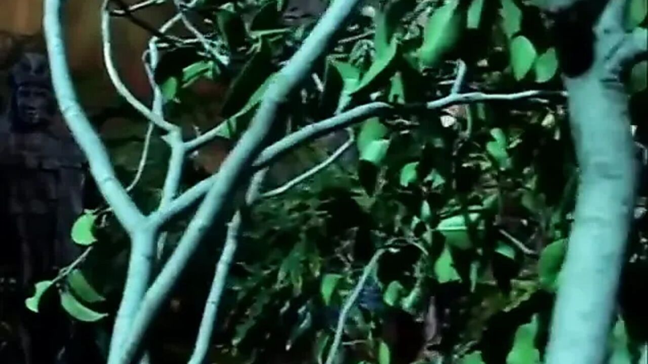 Djungel pussy fucking pussy licking