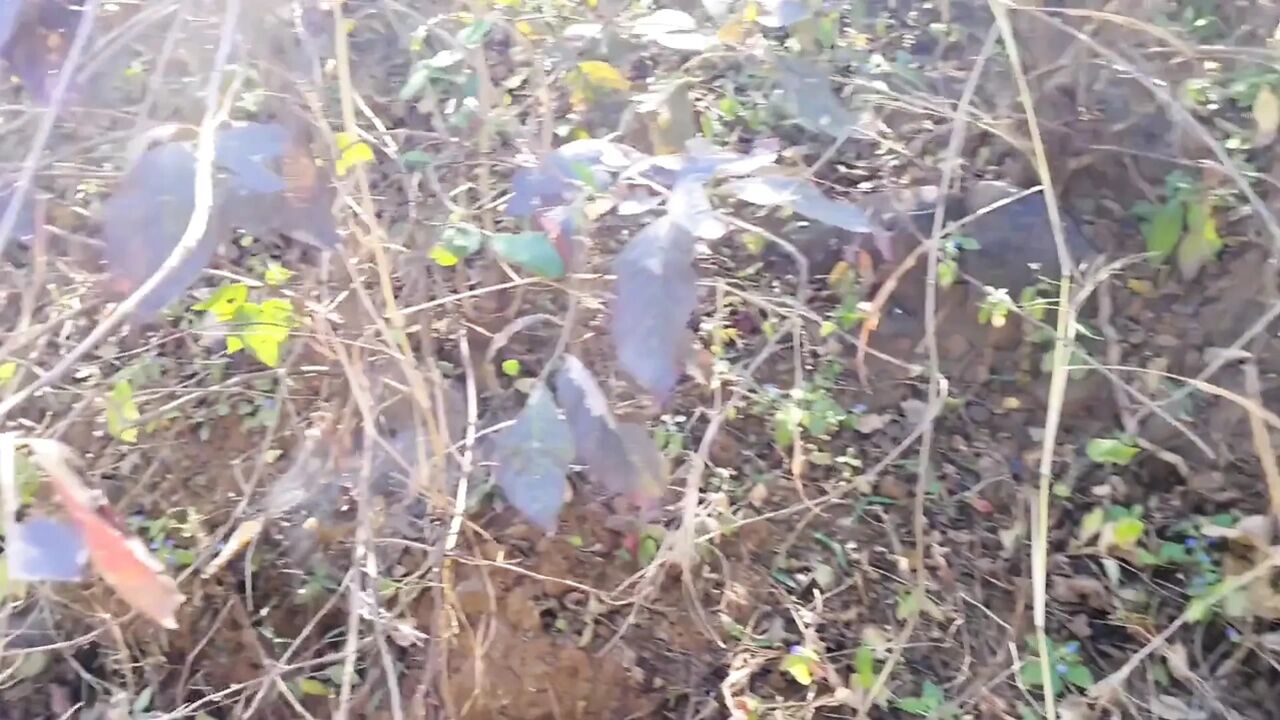 I Fucked My Old Girlfriend in the Forest