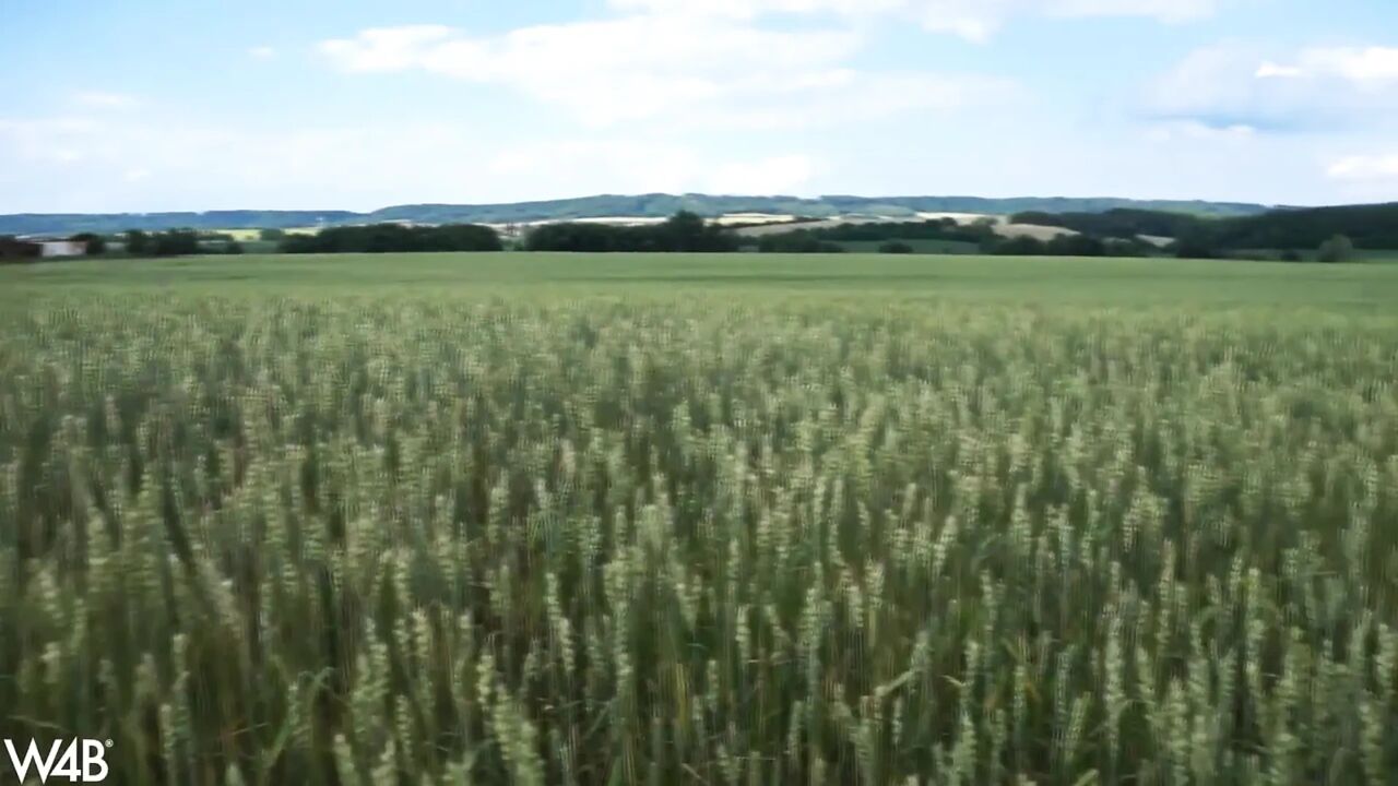 In Czech Agriculture