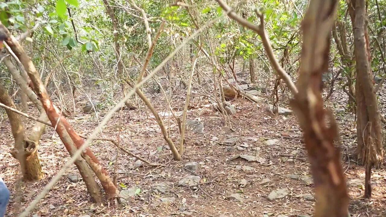 A Lone Girl in the Jungle Has Sex
