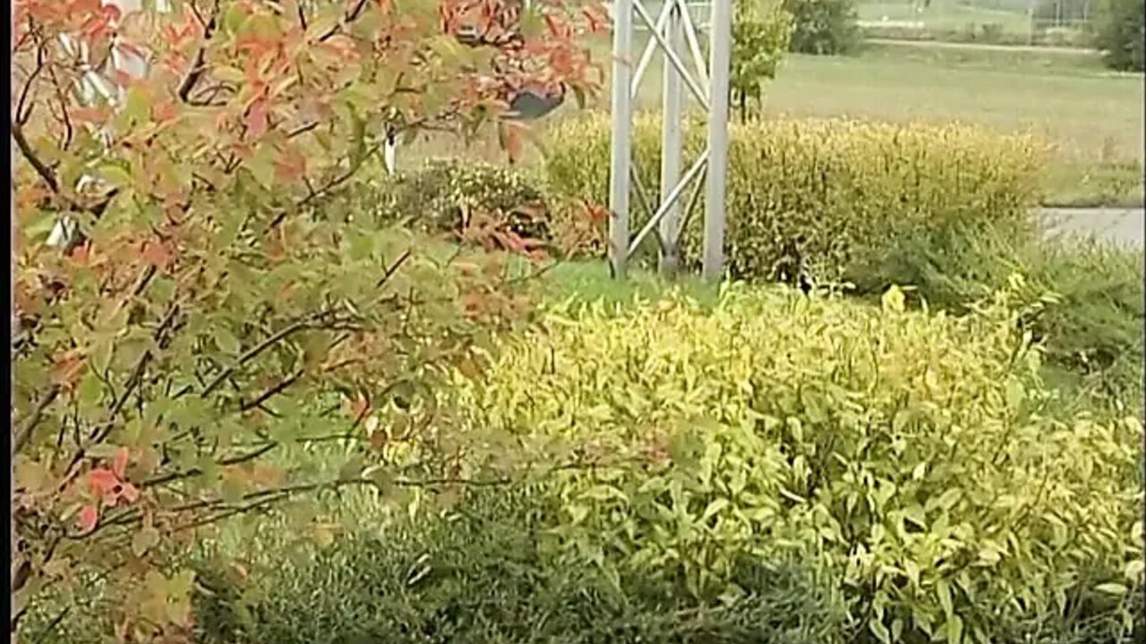 Cute blonde chick blows hard cock outdoors