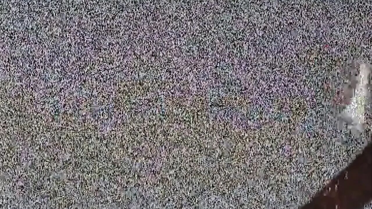 Black cock white dick big dildo