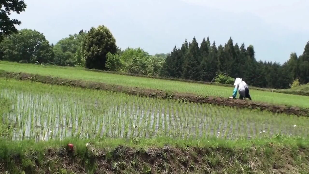 A076G05 While my husband is away! Nasty SEX in the great outdoors with a lewd mature woman enjoying AV shooting!