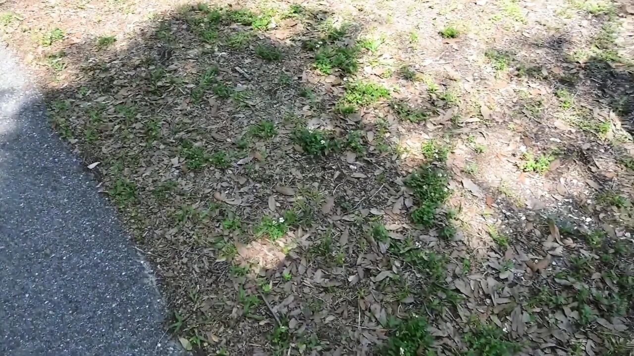 Bts Nature Walk and Masturbation on Trail