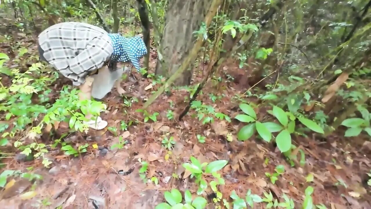 Thai girls walking and talking and picking mushrooms in the forest, secretly showing in the deep forest Clear Thai voice