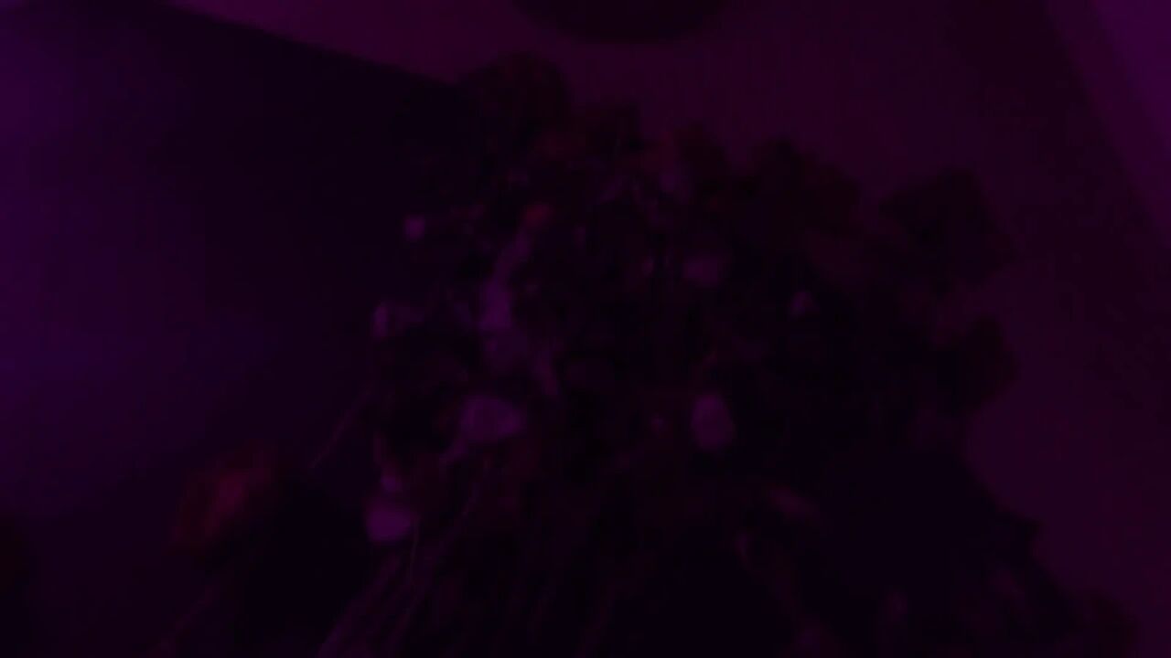 Night Madness