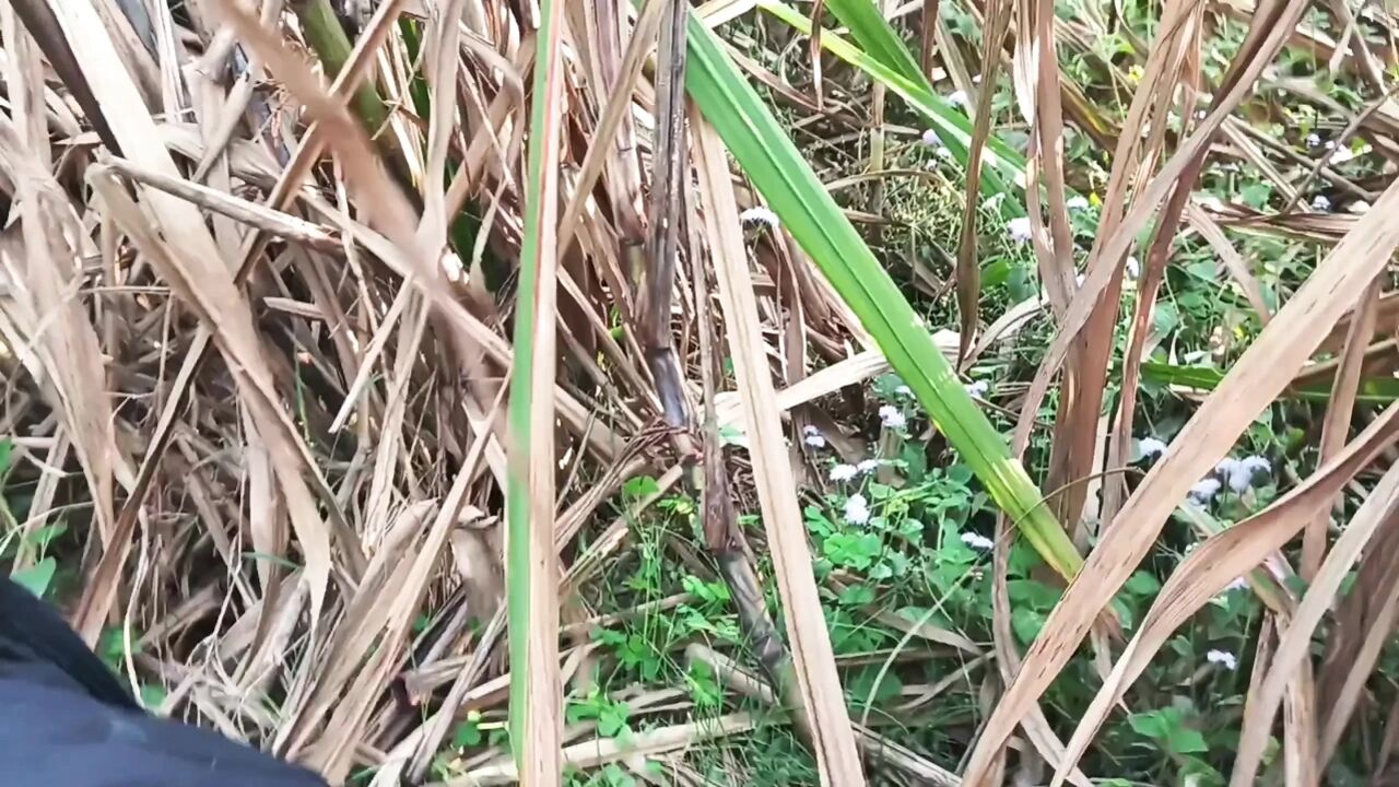 Badi gand wali bhabhi ki chudai ganne ke khet mein anal sex video desi bhabhi