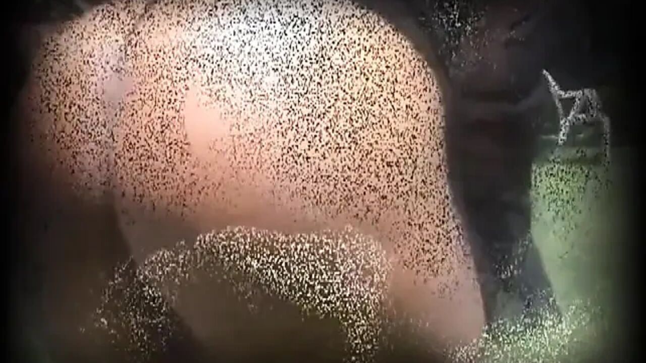 Sexy black chubby pussy fucking pussy licking big black cock sucking...cum in mouth