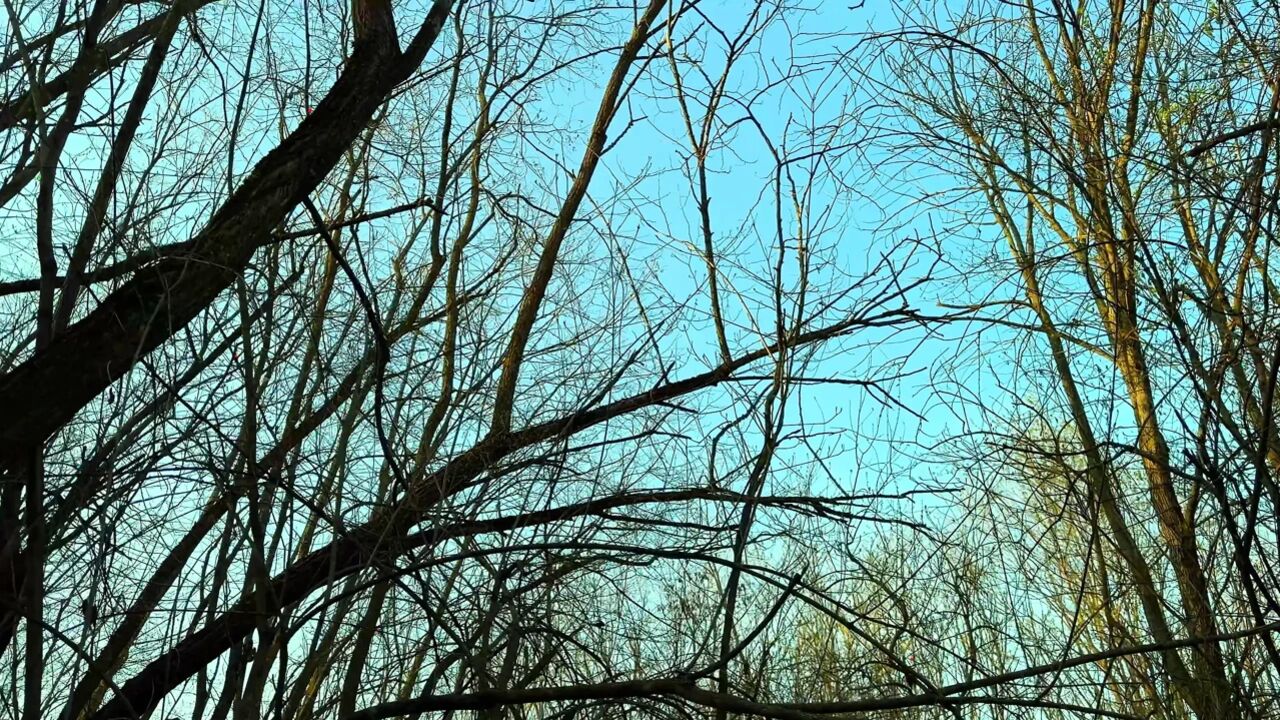 Beautiful Mysterious Stranger Called To The Forest To Hard Fuck (POV)