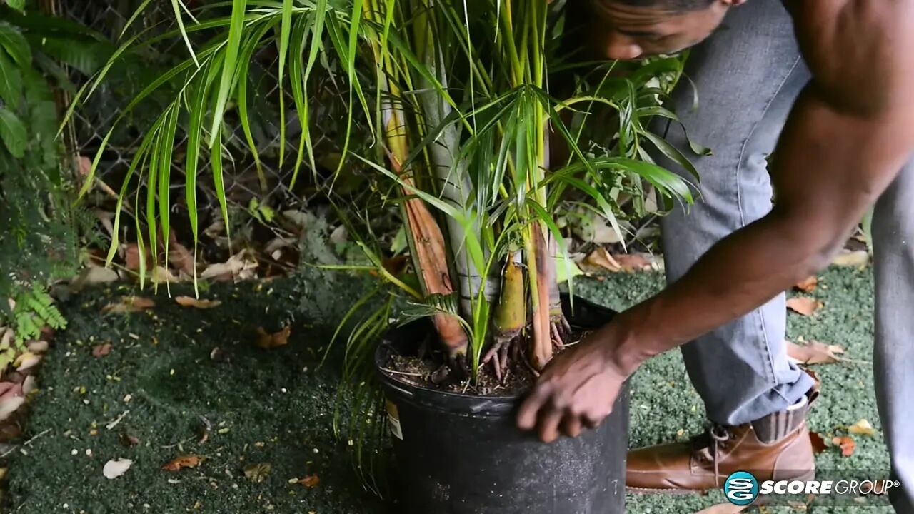 Wife and mom Zoraya Mora fucks her big-dicked gardener