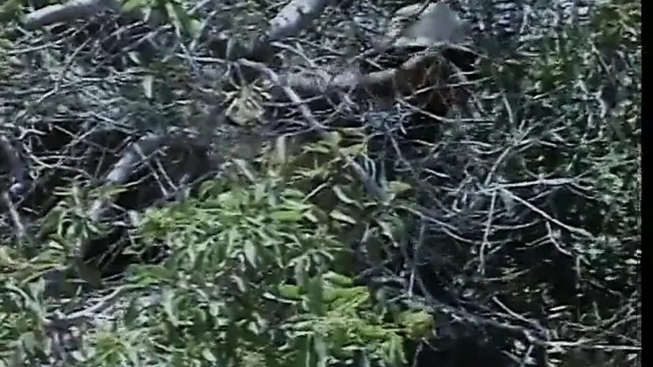 Hot bitch ass fucked on the hiking trail