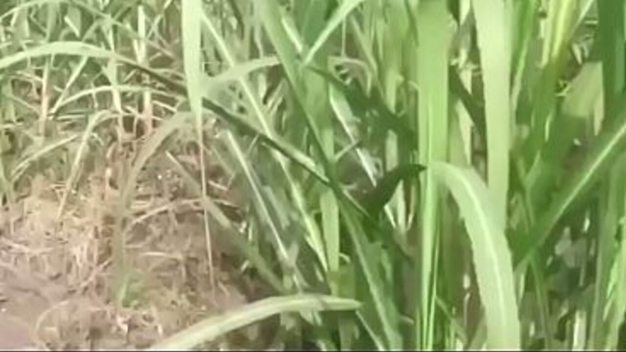 Indian beauty aunty sex in village man